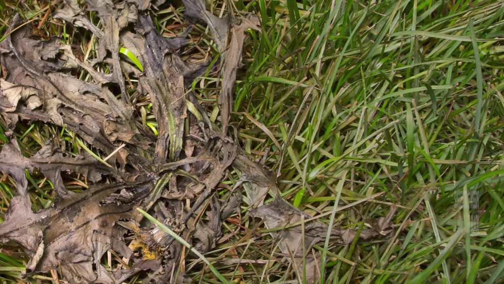 Weed B Gon MAX Ready-to-Use Weed Control/Killer, Herbicide for Lawns, 1-L X4C6 - product image 3
