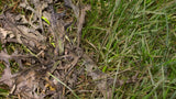 Weed B Gon MAX Ready-to-Use Weed Control/Killer, Herbicide for Lawns, 1-L X4C6 - product image 3
