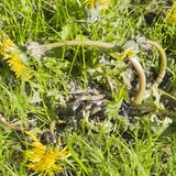 Lawn WeedOUT Spray, 1-L C9X9 - product image 4