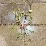 Wipe Out Ready-to-Use Total Weed & Grass Killer, Herbicide Sprayer, 1-L K4A2 - product image 7